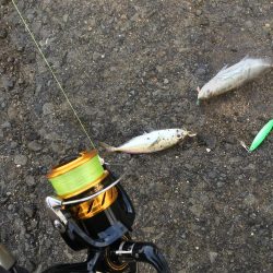 飲ませでスズキ72cm